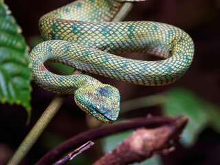 Wagler's pitviper - Tropidolaemus wagleri in Bako national park, Borneo, Malaysia