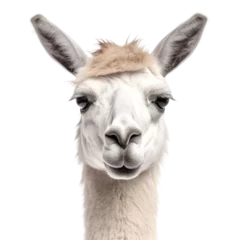 Foto auf Alu-Dibond Front view close up of Llama animal isolated on transparent background © SuperPixel Inc