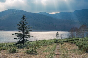 湖に生えた一本の木に後光がさす風景