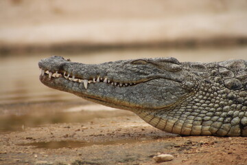 crocodile 