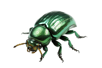 Green June Beetle Insect Isolated on Transparent Background. AI - obrazy, fototapety, plakaty