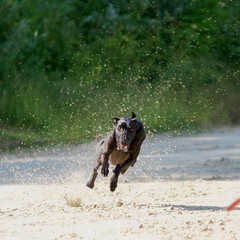 Front view of 1 black greyhound dog racer running at full speed on a racetrack in Chatillon la Palud, France.