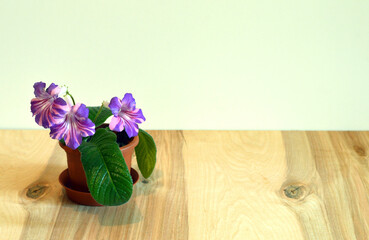 Streptocarpus potted violet white flower - varieties , Bristol's Spectacular - on a wooden table with a white wall with space for text or photo
