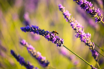 Summer, sunny and warm view of the lavender fields in Provence near the town of Valensole in France. Lavender fields have been attracting crowds of tourists to this region for years.