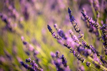 Summer, sunny and warm view of the lavender fields in Provence near the town of Valensole in France. Lavender fields have been attracting crowds of tourists to this region for years.