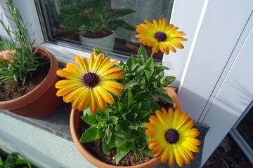 African Daisy , yellow violet flower - varieties , Sunset , on the terrace , balcony