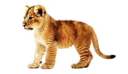 Fototapeta na wymiar A lion cub isolated on transparent background - Generative AI