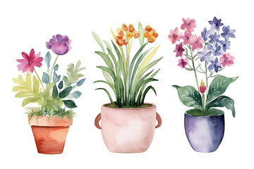 Naklejka na ściany i meble Watercolor of minimal Flowers Houseplant blooming isolated on clear png background, elements natural botanical, leaves, flowers and herbs, set of tree plant collection, with Generative Ai.