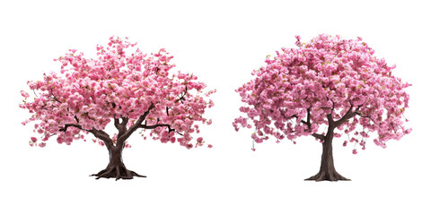 Set of cherry blossom Sakura tree isolated on transparent background - Generative AI