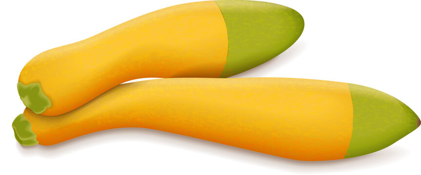 Group of Zephyr Squash. Summer squash. Cucurbita pepo. Fresh, organic, raw fruits and vegetables. Vector illustration isolated on white background.