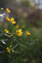 yellow flower close up in Ukraine 