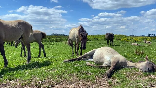 Konik horses grazing and relaxing in the summer sun in the Dutch National Park Biesbosch, a freshwater tidal wetland nature and recreation area in Brabant, South Holland in the Netherlands.