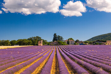 Fototapeta premium Summer, sunny and warm view of the lavender fields in Provence near the town of Valensole in France. Lavender fields have been attracting crowds of tourists to this region for years.