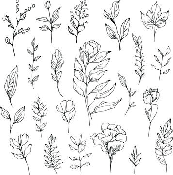 Wild flowers drawings, Wild flowers Set on the doodle art, coloring page vector sketch hand-drawn illustrations, and beautiful botanical element, Delicate Flowers Print. artistic flowers set.
