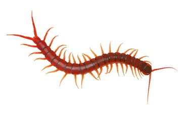 Centipedes are invertebrates belonging to the class Chilopoda, in the phylum arthropods. It is a legged animal found in the humid tropics. Lives on land. There are many sizes. Most of the body length