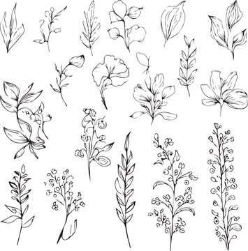 Set of vector hand-drawn botanical leaf, botanical line drawing,  wildflower botanical line art, leaf's vector art, Pencil realistic wild flower drawing, ink sketch isolated on white background, flowe