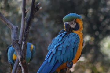 parrot