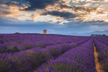 Summer, sunny and warm view of the lavender fields in Provence near the town of Valensole in France. Lavender fields have been attracting crowds of tourists to this region for years.