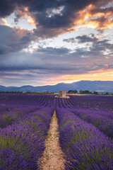 Fototapeta premium Summer, sunny and warm view of the lavender fields in Provence near the town of Valensole in France. Lavender fields have been attracting crowds of tourists to this region for years.