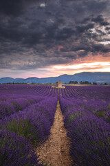 Summer, sunny and warm view of the lavender fields in Provence near the town of Valensole in France. Lavender fields have been attracting crowds of tourists to this region for years.