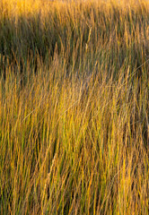 close up shot on wild grass and rushes ideal for backgrounds