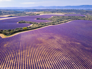 Summer, sunny and warm view of the lavender fields in Provence near the town of Valensole in...