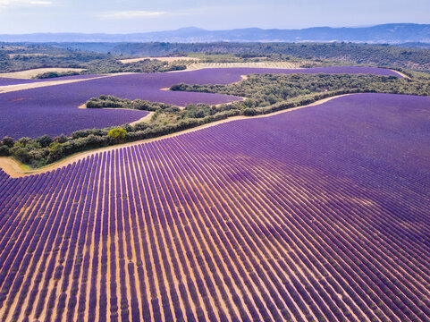 Summer, sunny and warm view of the lavender fields in Provence near the town of Valensole in France. Lavender fields have been attracting crowds of tourists to this region for years.