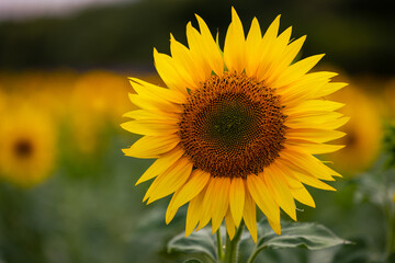 Summer, sunny and warm view of the sunflower fields in Provence near the town of Valensole in France. Also Lavender fields have been attracting crowds of tourists to this region for years.