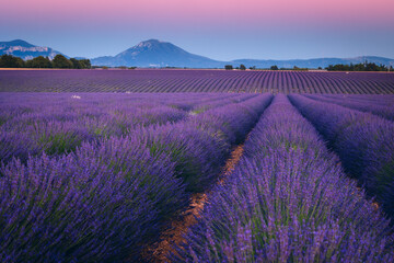 Fototapeta na wymiar Summer, sunny and warm view of the lavender fields in Provence near the town of Valensole in France. Lavender fields have been attracting crowds of tourists to this region for years.