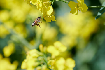 Pracowite pszczoły na polu rzepaku zbierają nektar i pyłek, pożytek na miód, propolis. - obrazy, fototapety, plakaty