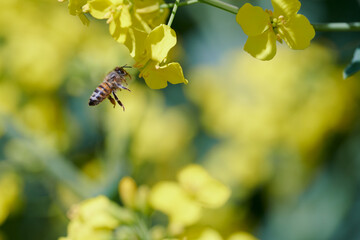 Obraz premium Pracowite pszczoły na polu rzepaku zbierają nektar i pyłek, pożytek na miód, propolis.