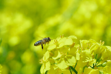 Pracowite pszczoły na polu rzepaku zbierają nektar i pyłek, pożytek na miód, propolis. © Tomasz