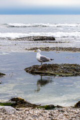 Seagull on the Beach