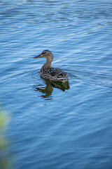 duck in water