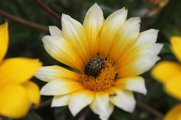 yellow flower 