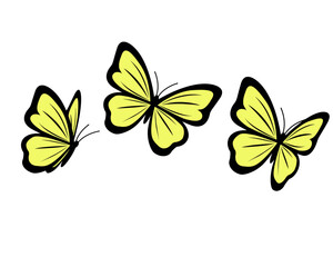 decorative butterfly vector design 