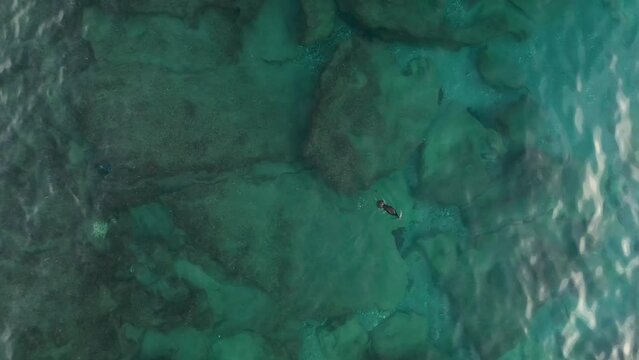 A duck in the sea swims and drinks water. Beautiful pictures of a duck against the background of the sea and underwater rocks