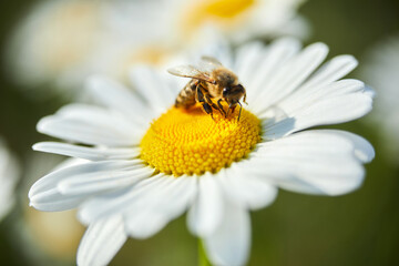 Bee and flower. Close up of a bee collects honey on a daisy flower on a sunny day.