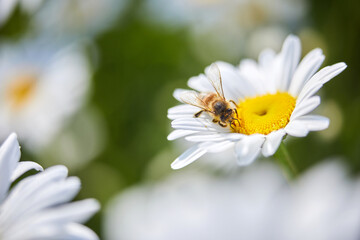 Obraz premium Bee and flower. Close up of a bee collects honey on a daisy flower on a sunny day.