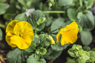 Yellow pansy flower. Selective focus.Spring flower background.
