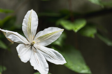 Large white flower of garden clematis. Selective focus.