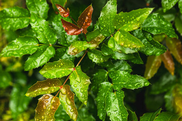 MAHONIA AQUIFOLIA leaves with raindrops. Selective focus.