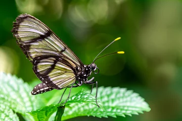 Foto op Aluminium Macro shots, Beautiful nature scene. Closeup beautiful butterfly sitting on the flower in a summer garden. © blackdiamond67