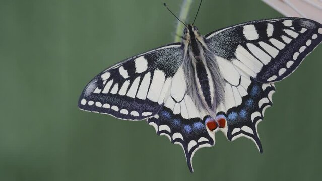 a splendid newborn papilio machaon on a flower, papilionid macro
