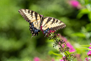 Beautiful Butterfly