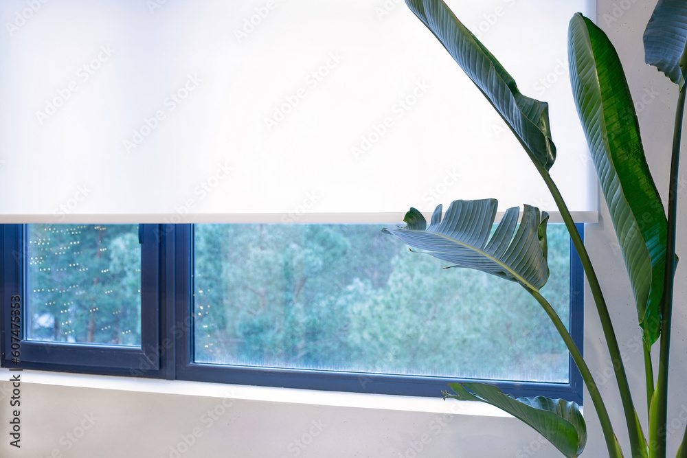 Poster a houseplant is near the white color window shade. the view outside the window is pine trees. sun pr