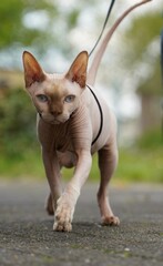 Cute sphynx cat walking outside