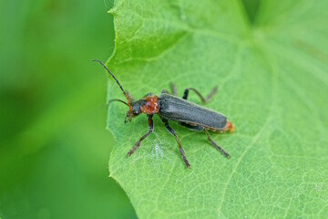 one small black red beetle sits on a green leaf in the garden
