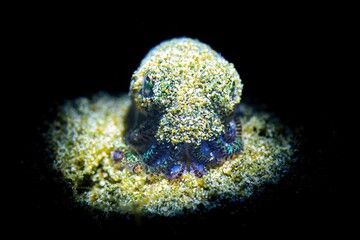 A bobtail squid resting on the bottom of the ocean 