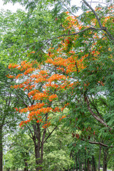 Flame tree or Royal Poinciana or Flamboyant flower in garden